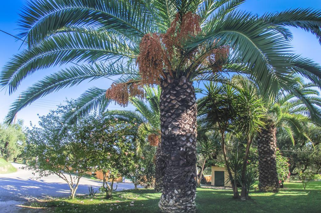 Olive Grove Apts Lithakia  Oda fotoğraf